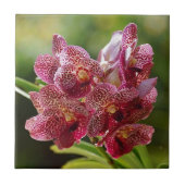 Tropische Vanda-Orchideen-Gruppe Fliese (Vorderseite)