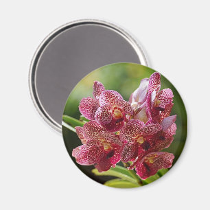 Tropische Vanda-Orchideen-Gruppe Magnet