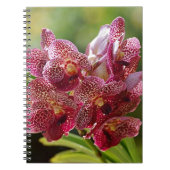 Tropische Vanda-Orchideen-Gruppe Notizblock (Vorderseite)