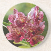 Tropische Vanda-Orchideen-Gruppe Sandstein Untersetzer (Vorne)