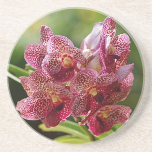 Tropische Vanda-Orchideen-Gruppe Sandstein Untersetzer
