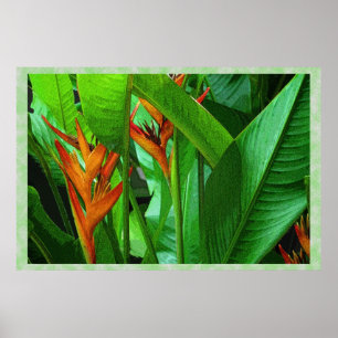 Tropische Vögel 36 x 24 Poster