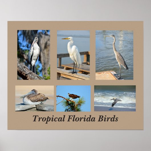 Tropische Vögel in Florida Poster (Vorne)