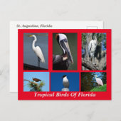 Tropische Vögel in Florida Postkarte (Vorne/Hinten)