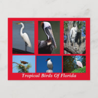 Tropische Vögel in Florida