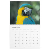 Tropische Vögel Kalender (Jan 2027)