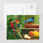 Tropische Vögel Postkarte (Vorne/Hinten)