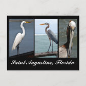 Tropische Vögel Urlaub Postkarte (Vorderseite)