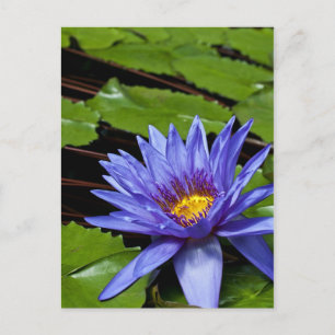 Tropische Wasserlilie Postkarte