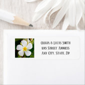 Tropische weiße Plumeria - Neuanfang - Hochzeit (Insitu)