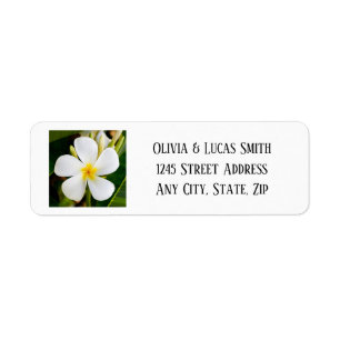 Tropische weiße Plumerie - Neue Anfänge - Hochzeit
