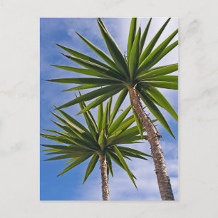 Tropische Yucca-Palmenblätter Malerei Effekt Foto Postkarte
