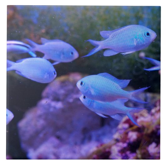 Tropischer Blauer Fisch Fliese (Vorderseite)