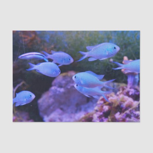 Tropischer Blauer Fisch Seidenpapier (Vorderseite)