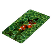 Tropischer Clownfisch Magnet (Linke Seite)