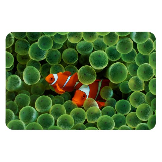 Tropischer Clownfisch Magnet (Horizontal)