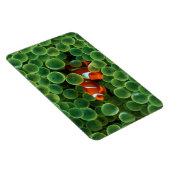Tropischer Clownfisch Magnet (Rechte Seite)