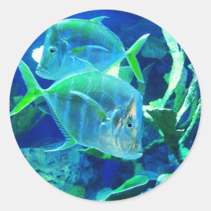 Tropischer Fisch in Türkis und Chartreuse Runder Aufkleber