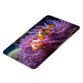 Tropischer Fisch Magnet (Linke Seite)