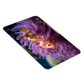 Tropischer Fisch Magnet (Rechte Seite)
