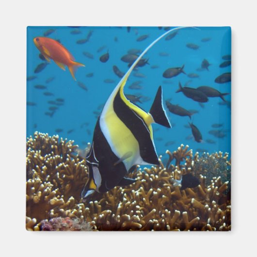 Tropischer Fisch Magnet (Vorne)