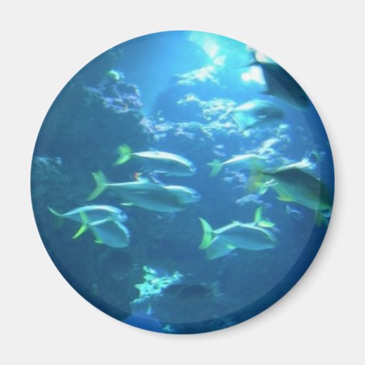 Tropischer Fisch Magnet (Vorne)