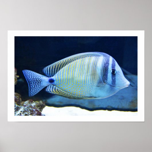 Tropischer Fisch Poster (Vorne)