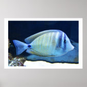 Tropischer Fisch Poster (Vorne)