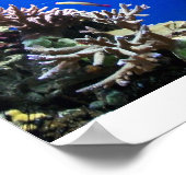 Tropischer Fisch Poster (Ecke)