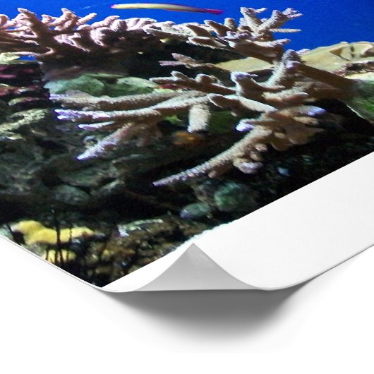 Tropischer Fisch Poster (Ecke)