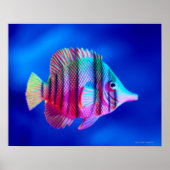 Tropischer Fisch Poster (Vorne)