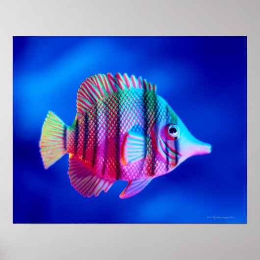 Tropischer Fisch Poster (Vorne)