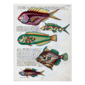 Tropischer Fisch Poster (Vorderseite)