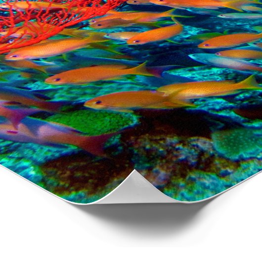 Tropischer Fisch Poster (Ecke)