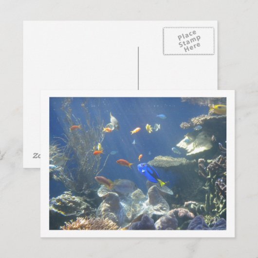 Tropischer Fisch Postkarte (Vorne/Hinten)