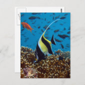 Tropischer Fisch Postkarte (Vorne/Hinten)