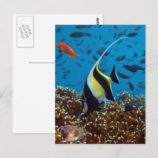 Tropischer Fisch Postkarte (Vorne/Hinten)