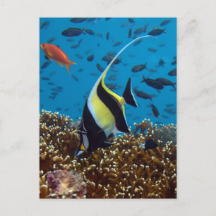 Tropischer Fisch Postkarte