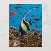 Tropischer Fisch Postkarte (Vorderseite)