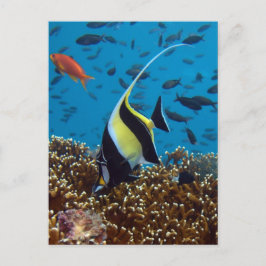 Tropischer Fisch Postkarte