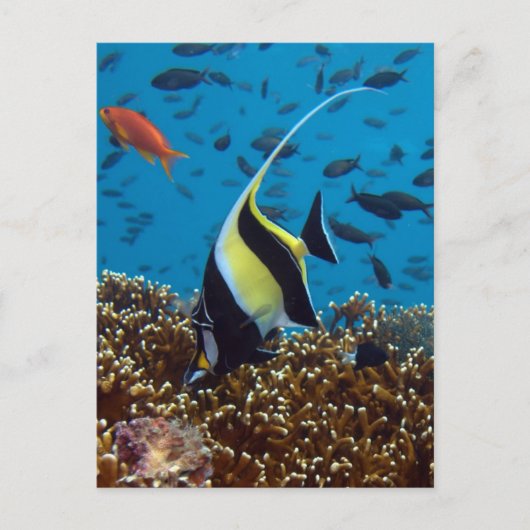 Tropischer Fisch Postkarte (Vorderseite)