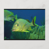 Tropischer Fisch Postkarte (Vorderseite)