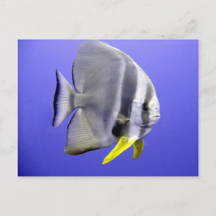 Tropischer Fisch unter Wasser Postkarte
