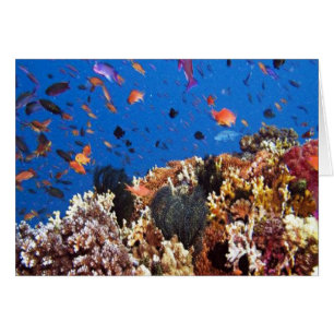 Tropischer Fisch Wasserleben