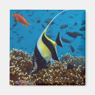 Tropischer Fischmagnet Magnet