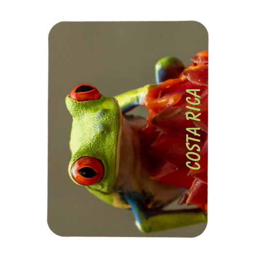 Tropischer Frosch mit roten Augen in Costa Rica Magnet (Vertikal)