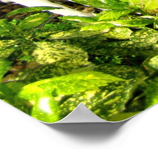 Tropischer Garten unter Glas Poster (Ecke)