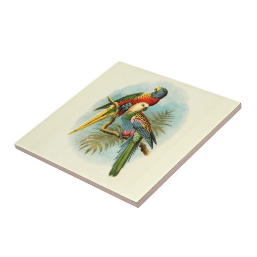 TROPISCHER GEBURT 10 FLIESE (Seite)