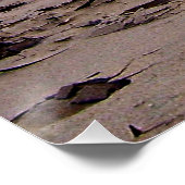 Tropischer Horizont an der Küste Floridas Poster (Ecke)