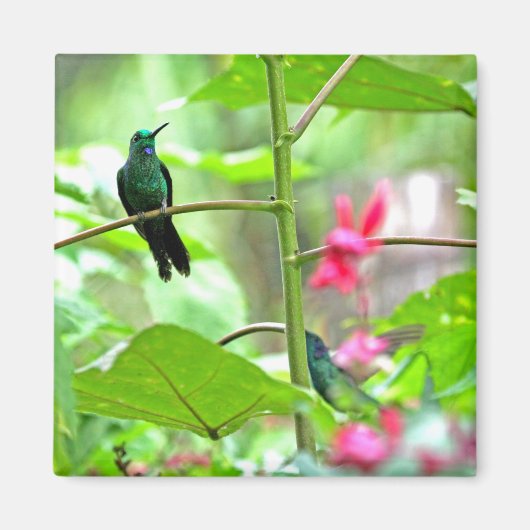 Tropischer Hummingvogel und Blume Magnet (Vorne)
